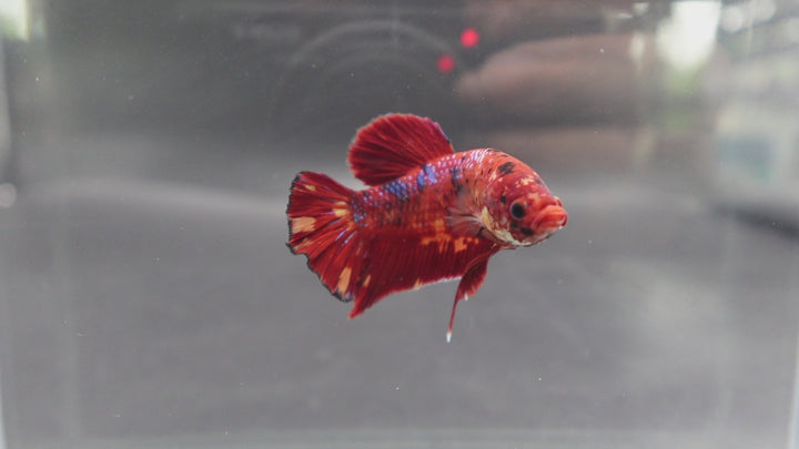 Rare Giant Multicolors Betta Fish