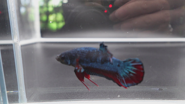 Rare Giant Antique Betta Fish