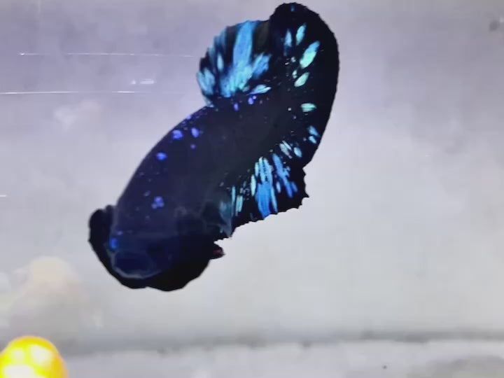 Rare Black Star Betta Fish