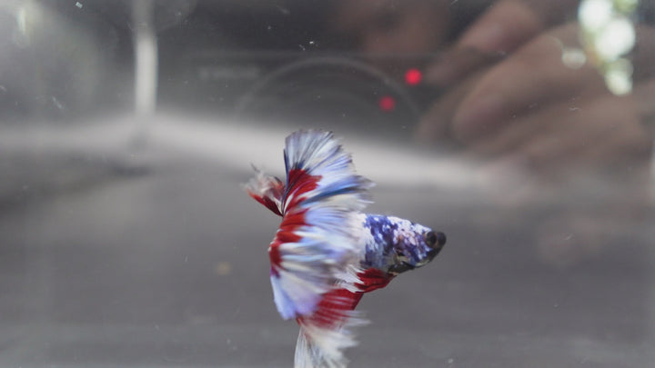 Competition Halfmoon Blue White And Red Betta Fish