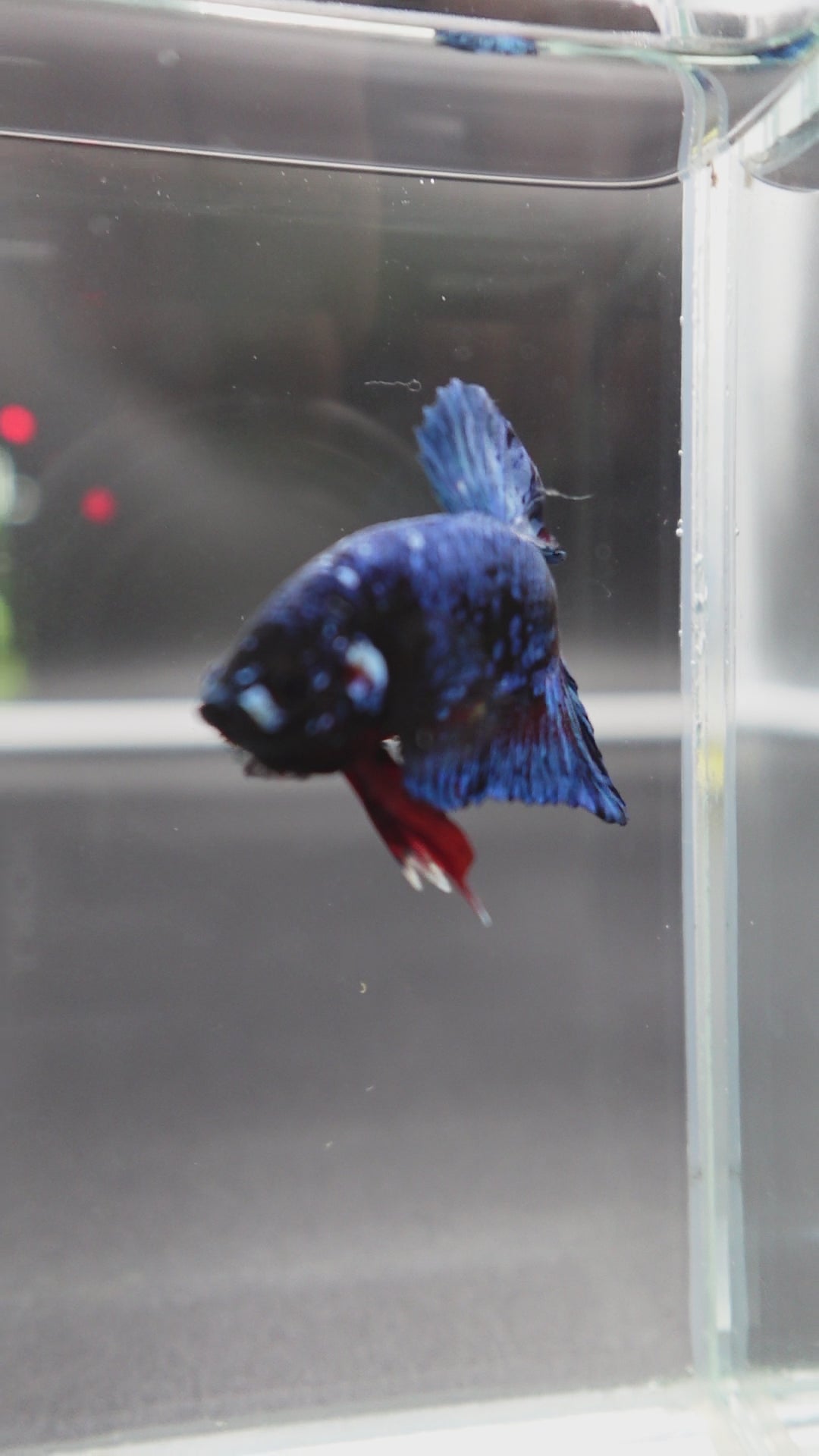 Rare Blue And Red Betta Fish