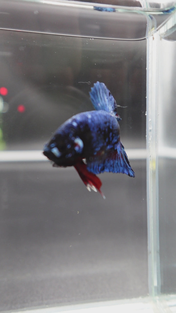 Rare Blue And Red Betta Fish