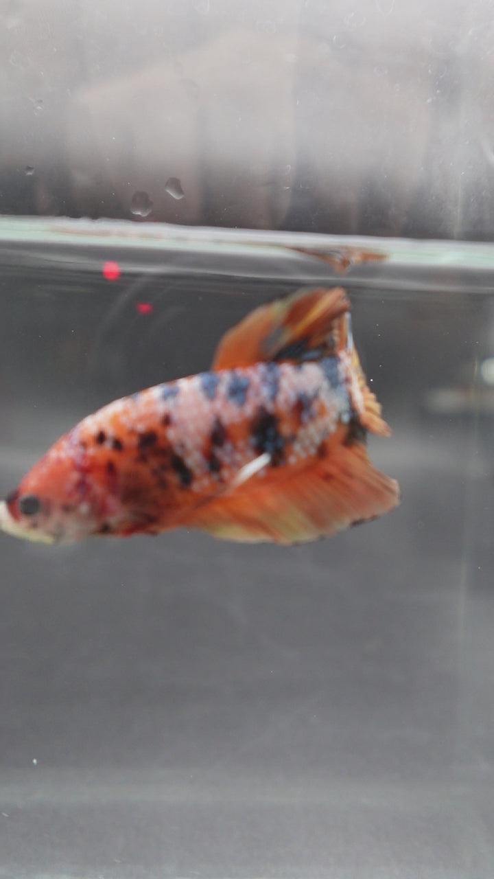 Rare Giant Multicolors Betta Fish