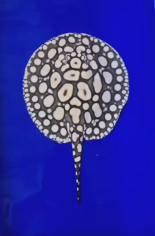 Black diamond stingray male 8 inch