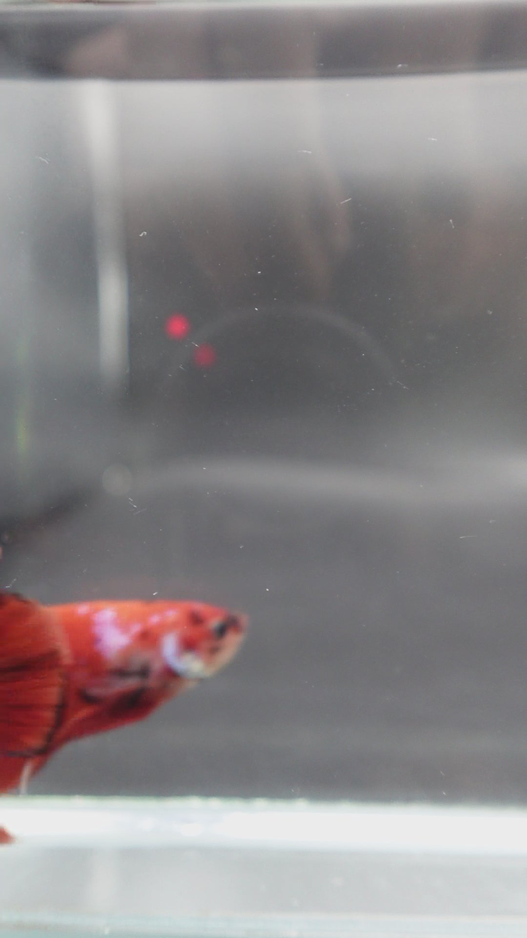 Rare Giant Multicolors Betta Fish