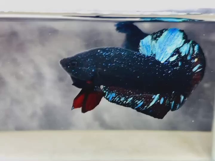 Rare Avatar Betta Fish