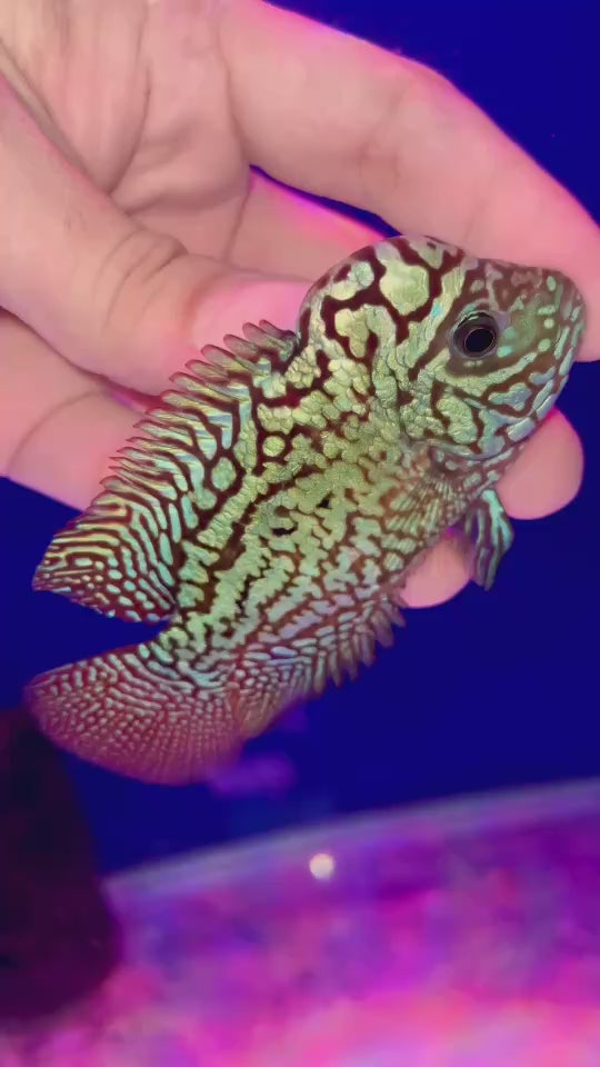 Rare Kamfa Flowerhorn