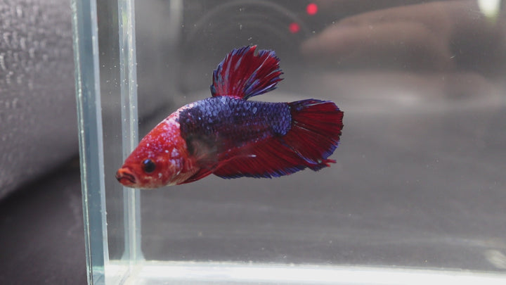 Rare Giant Multicolors Betta Fish