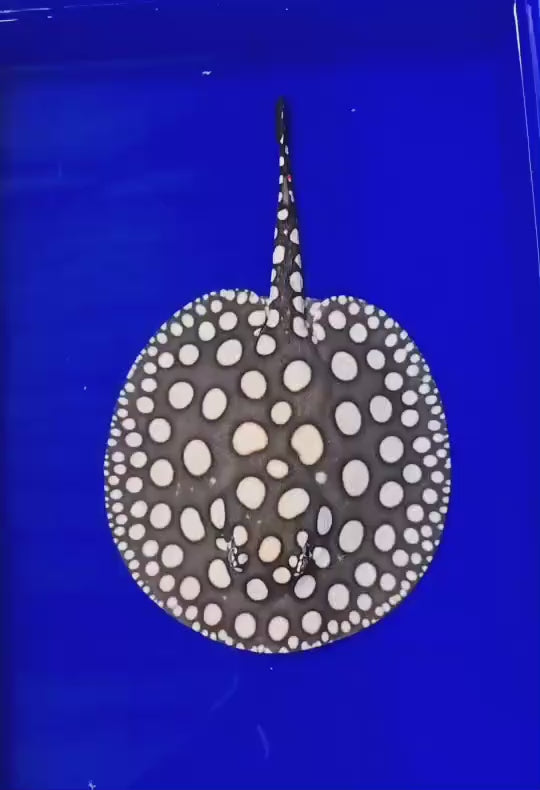 Black diamond stingray female 7 inch