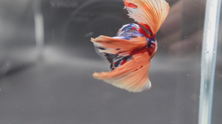 Rare Fullmoon Multicolors Betta Fish