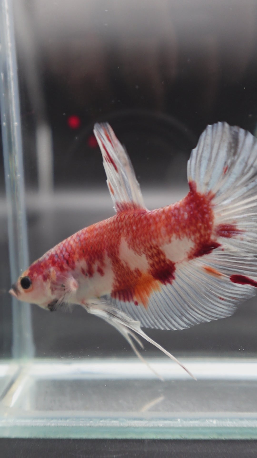 Rare Giant Koi Red And White Betta Fish