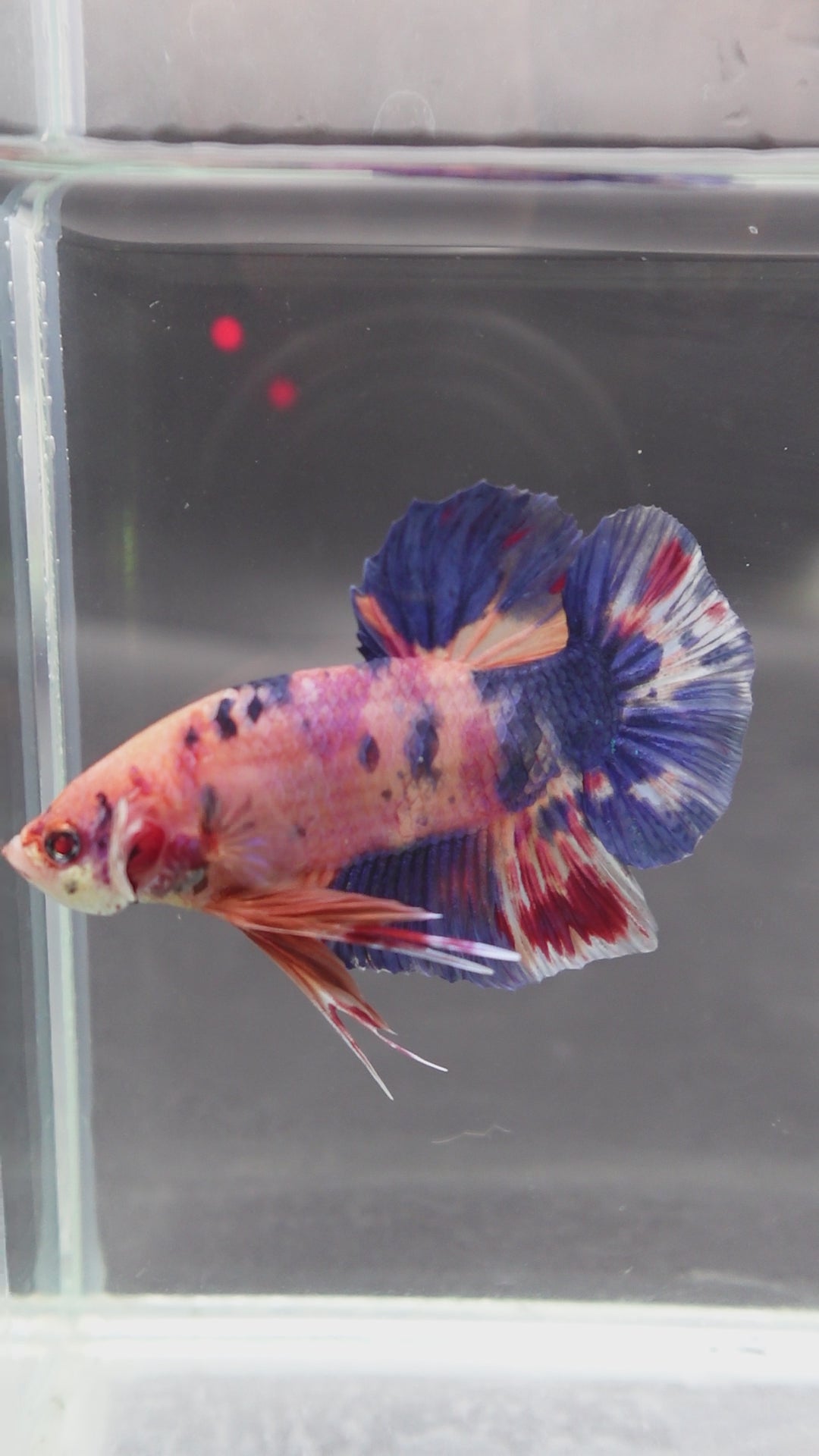 Rare Giant Multicolors Betta Fish