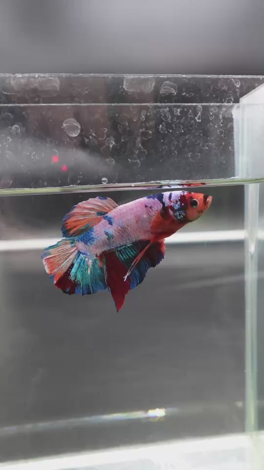 Rare Giant Multicolors Betta Fish