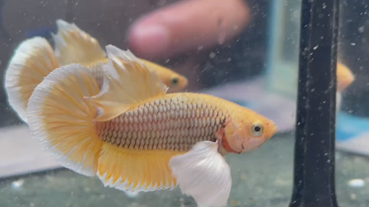 Dumbo Pineapple Betta Fish