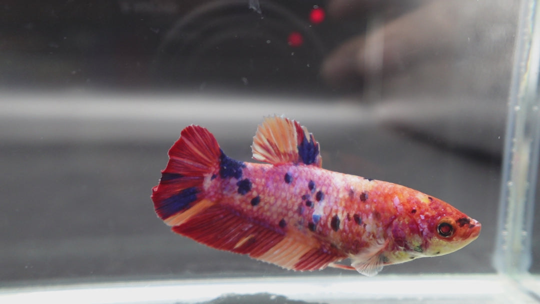 Rare Super Giant Koi Multicolors Betta Fish