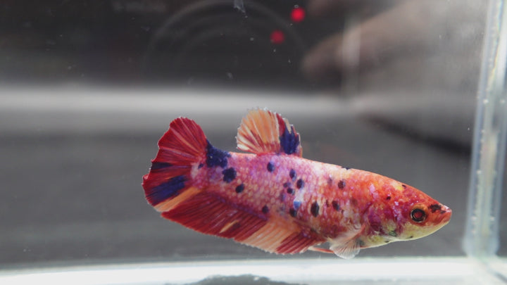 Rare Super Giant Koi Multicolors Betta Fish
