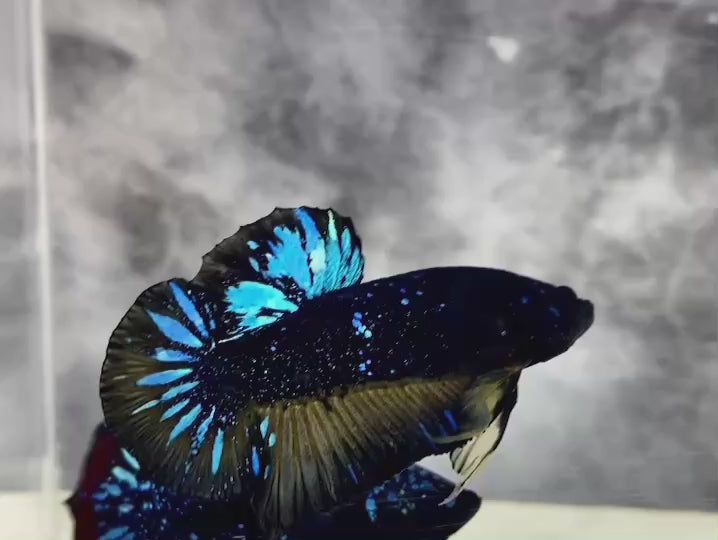 Rare Avatar Betta Fish