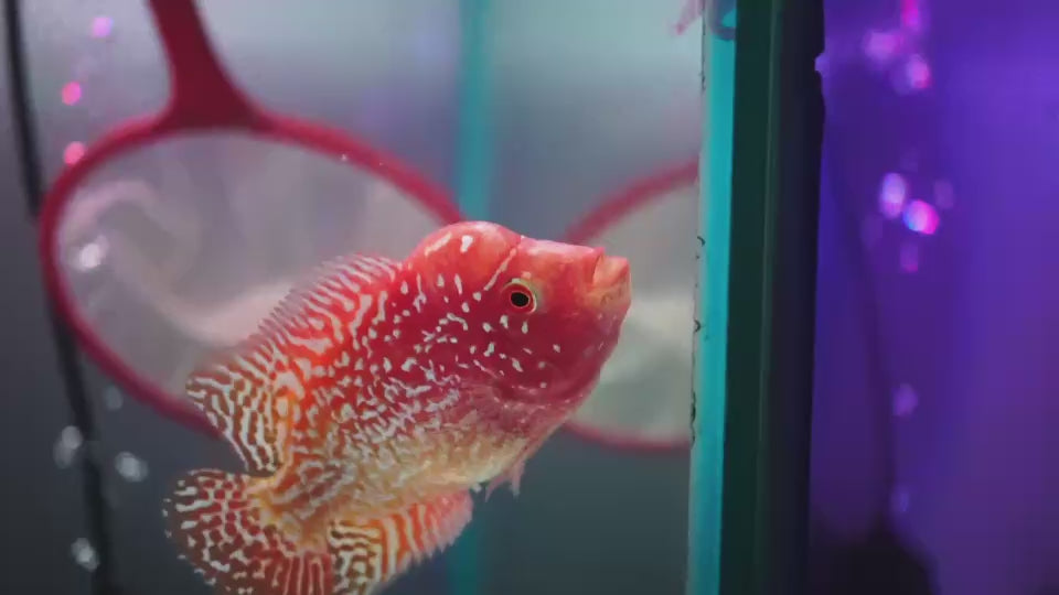 Rare Kamfa Golden Base Flowerhorn 3.5 inch