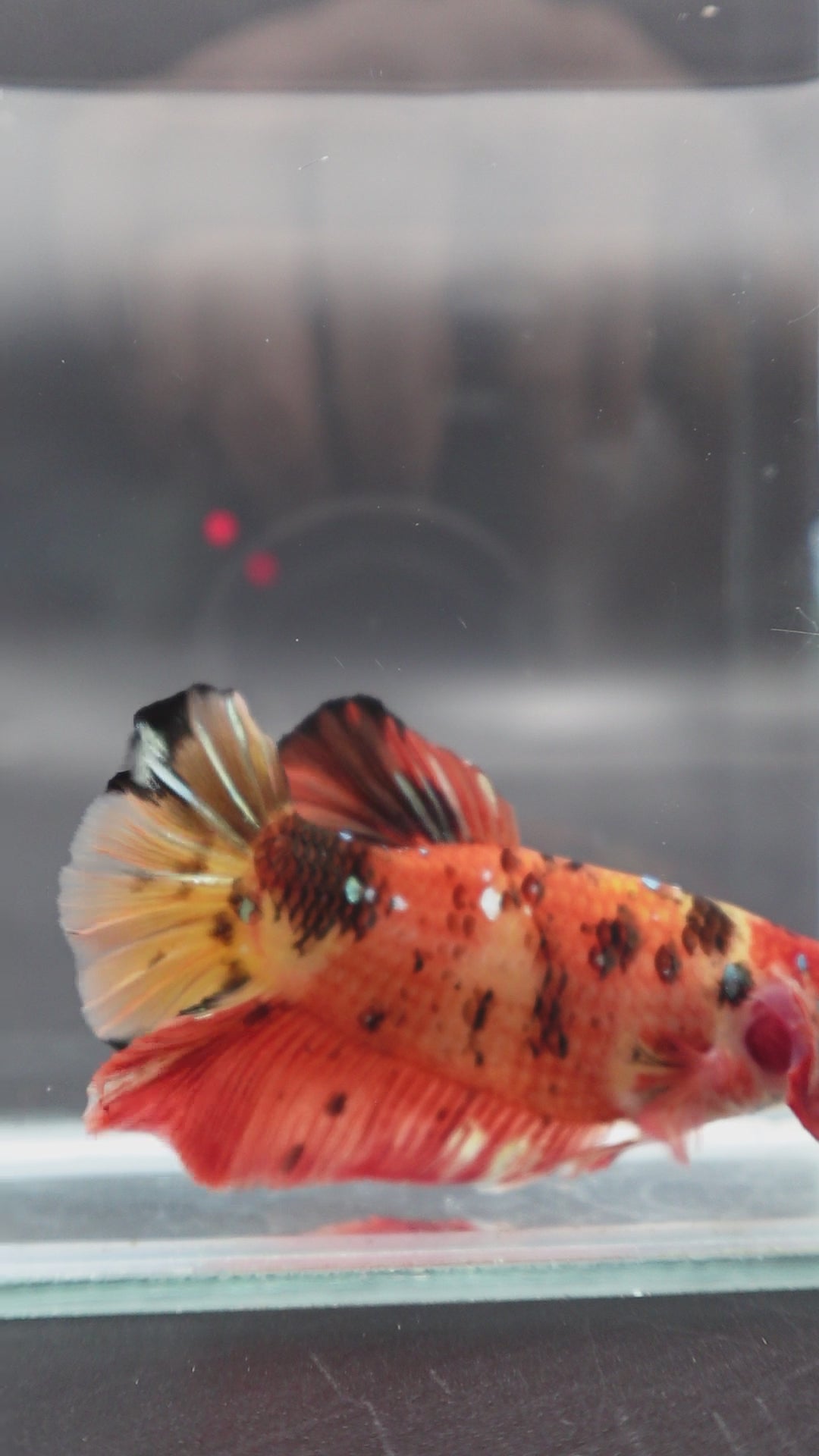 Rare Giant Multicolors Betta Fish