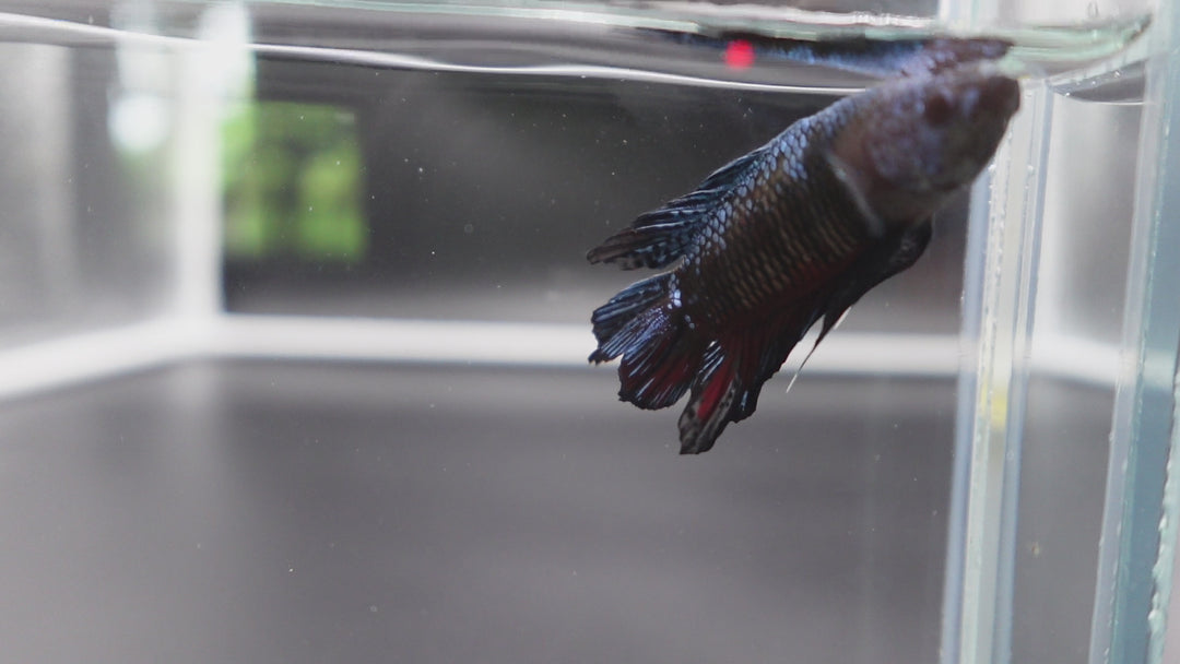 Rare Double Tail Blue Samurai Betta Fish