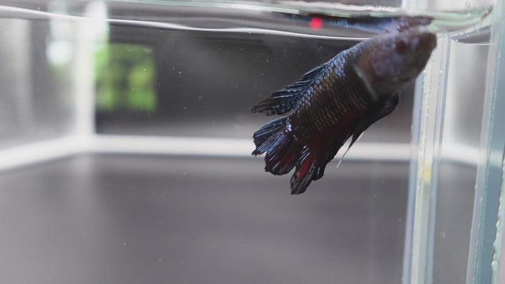 Rare Double Tail Blue Samurai Betta Fish