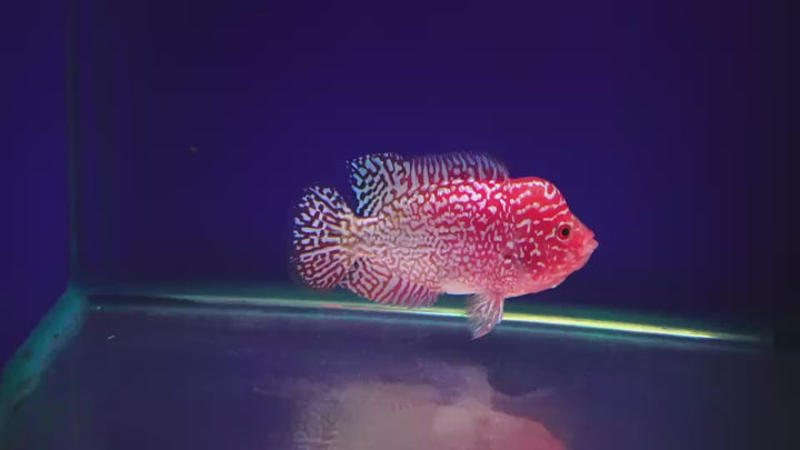 Rare Kamfa Golden Base Flowerhorn 3.5 inch