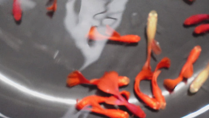 Full Red Albino Guppy Fish