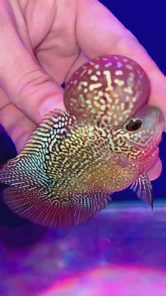 Rare Kamfa Flowerhorn