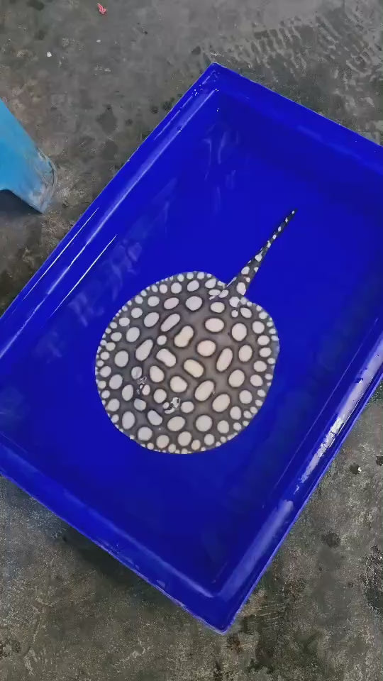 Black diamond stingray female 8 inch