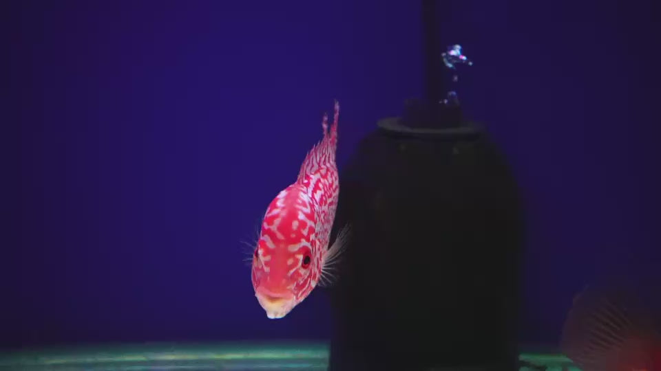 Rare Kamfa Golden Base Flowerhorn 3.5 inch