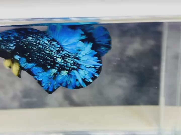 Rare Avatar Betta Fish