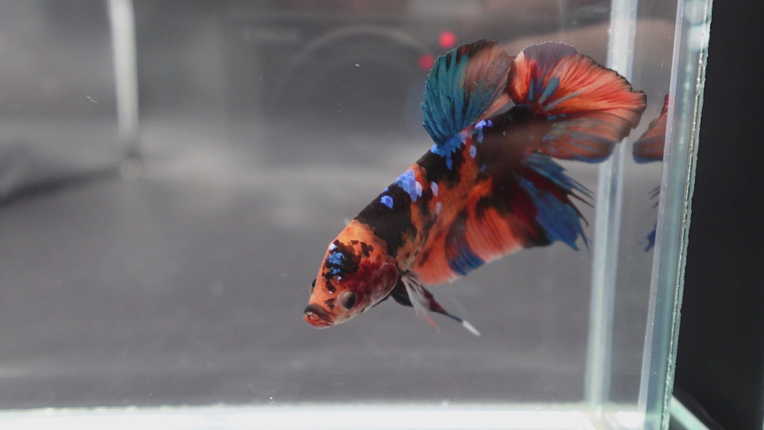 Rare Giant Multicolors Betta Fish