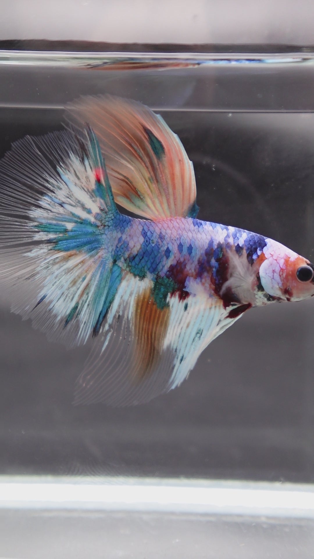 Rare Giant Halfmoon Fancy Blue Betta Fish