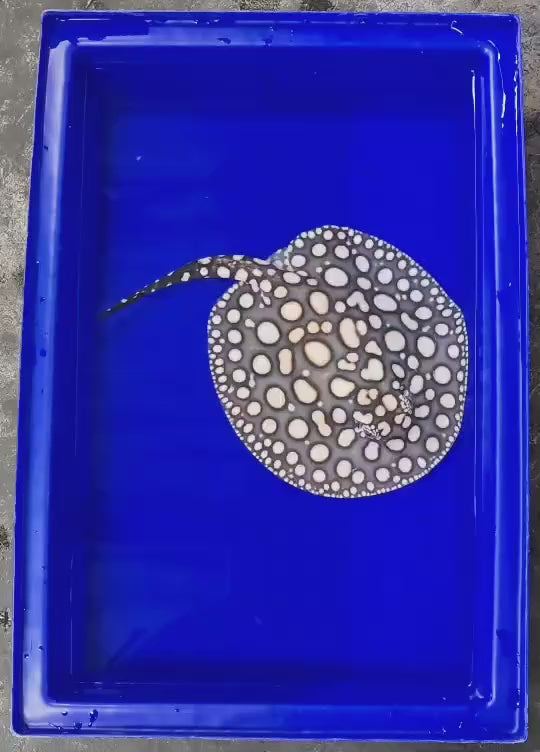 Black diamond stingray female 8 inch