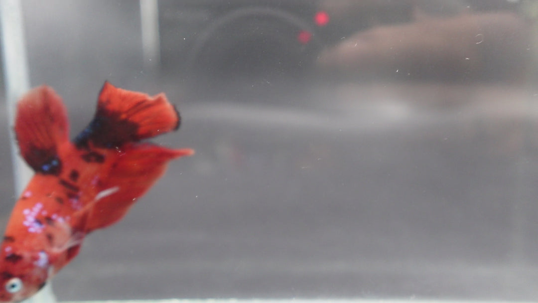 Rare Giant Multicolors Betta Fish