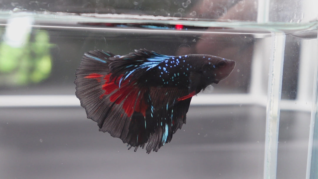 Rare Halfmoon Black Star Betta Fish