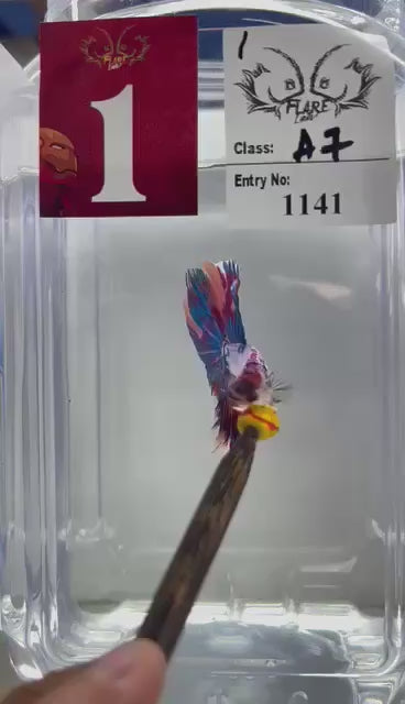 Competition Halfmoon Multicolors Betta Fish