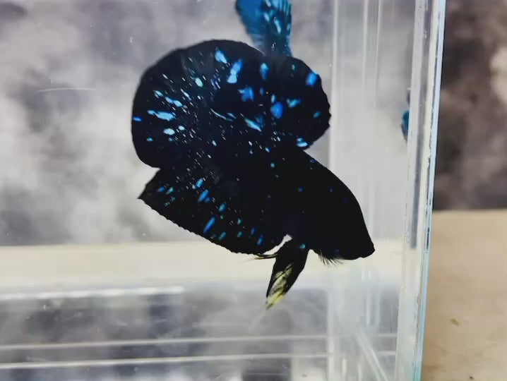 Rare Avatar Betta Fish