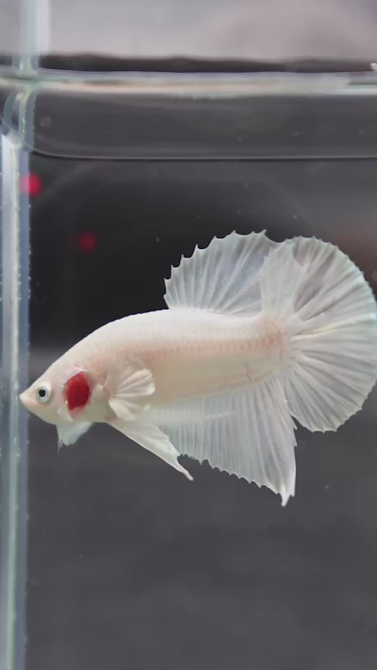 Snow White Betta Fish