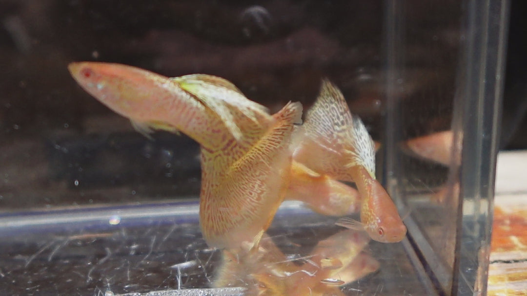 Albino Yellow King Cobra Snakeskin Guppy Fish