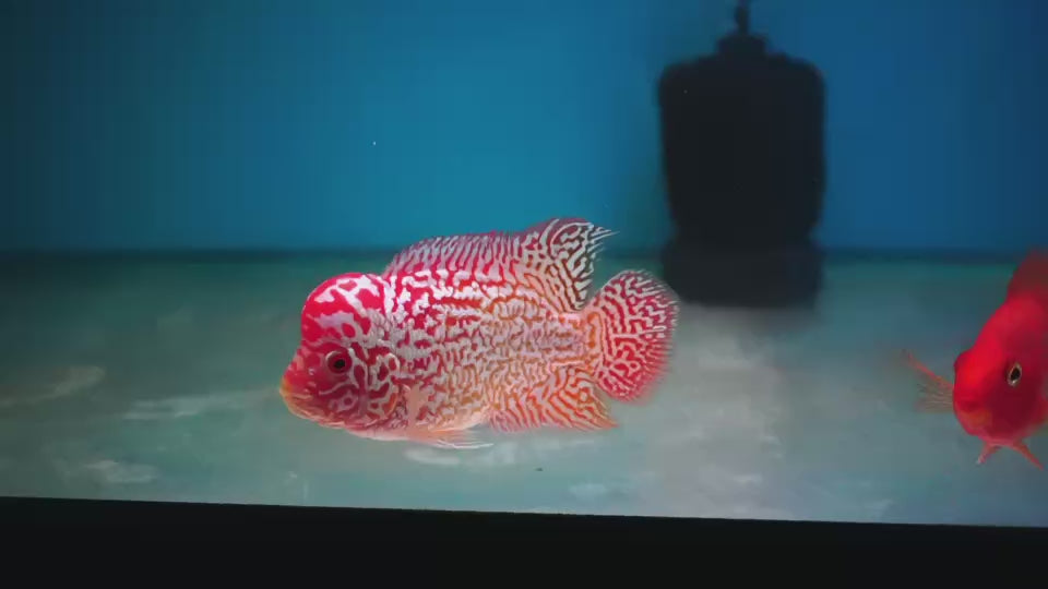 Rare Kamfa Golden Base Flowerhorn 3.5 inch