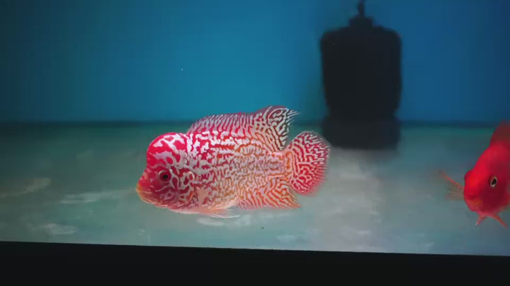 Rare Kamfa Golden Base Flowerhorn 3.5 inch
