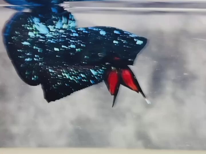 Rare Avatar Betta Fish