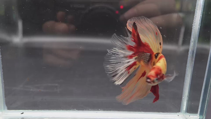 Rare Giant Halfmoon Nemo Betta Fish