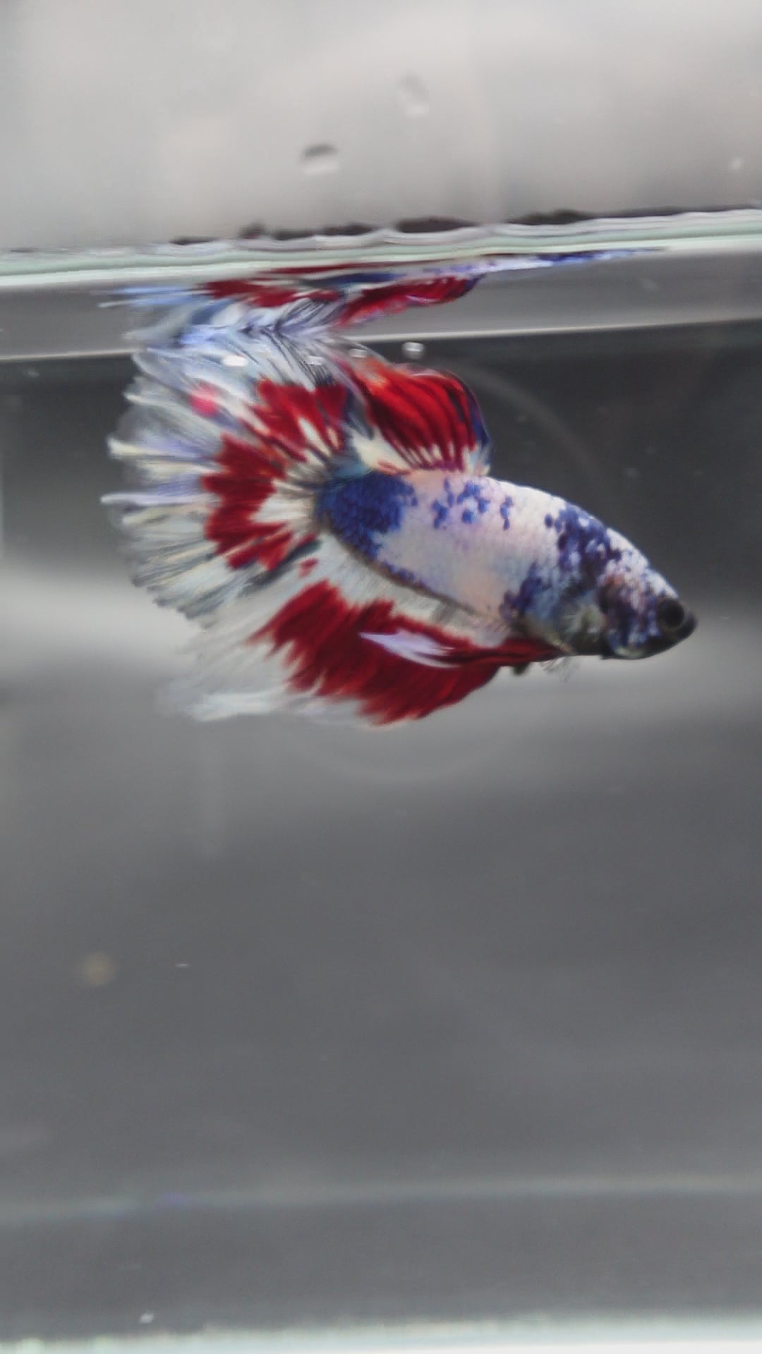 Competition Halfmoon Blue White And Red Betta Fish