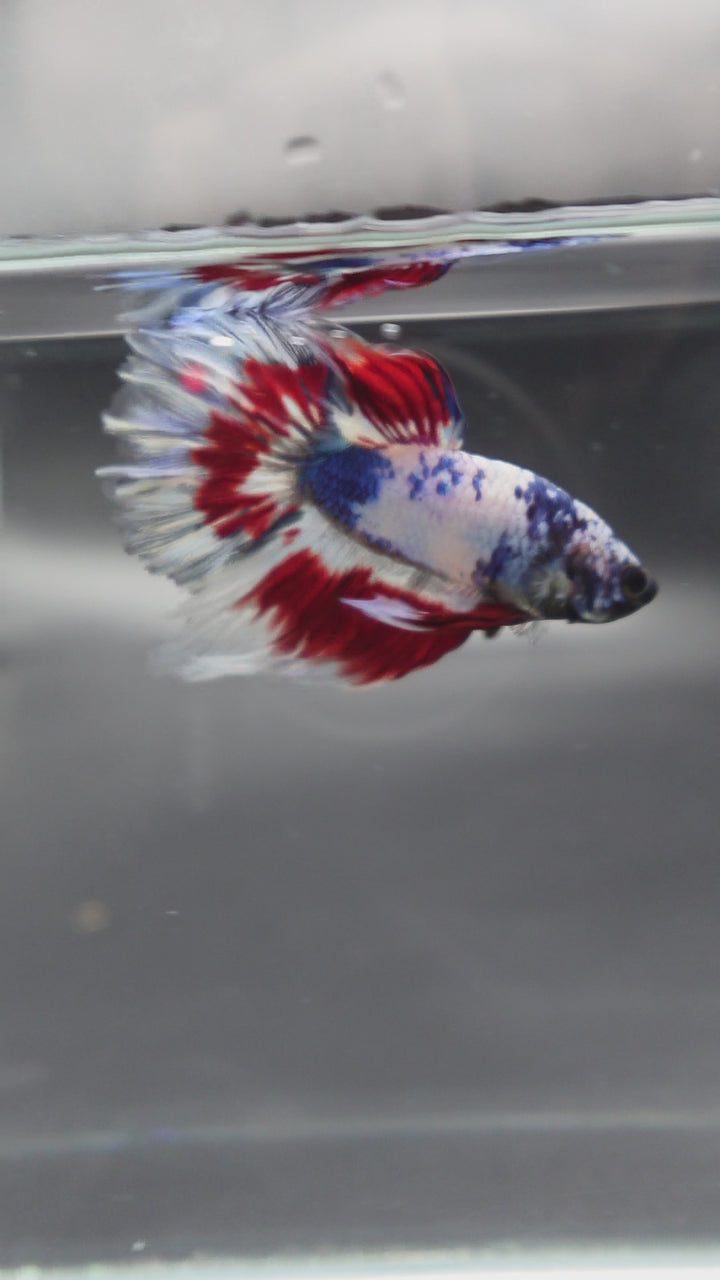 Competition Halfmoon Blue White And Red Betta Fish