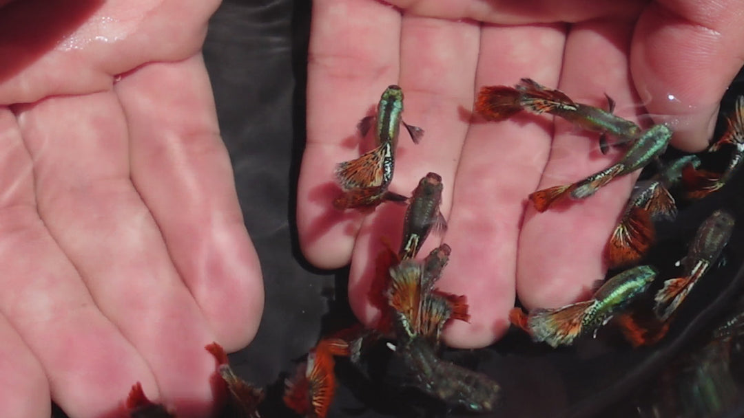 Red Dragon Halfmoon Big Dorsal Guppy Fish