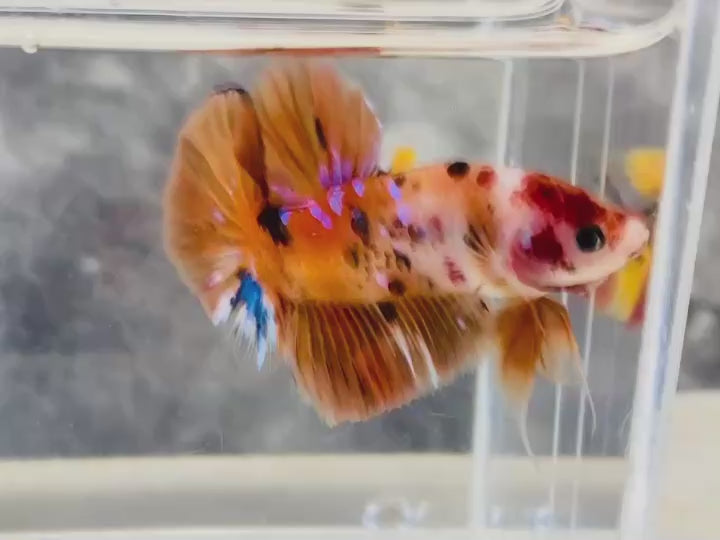 Rare Pair Koi Multicolors Betta Fish