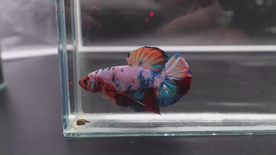 Rare Giant Multicolors Betta Fish