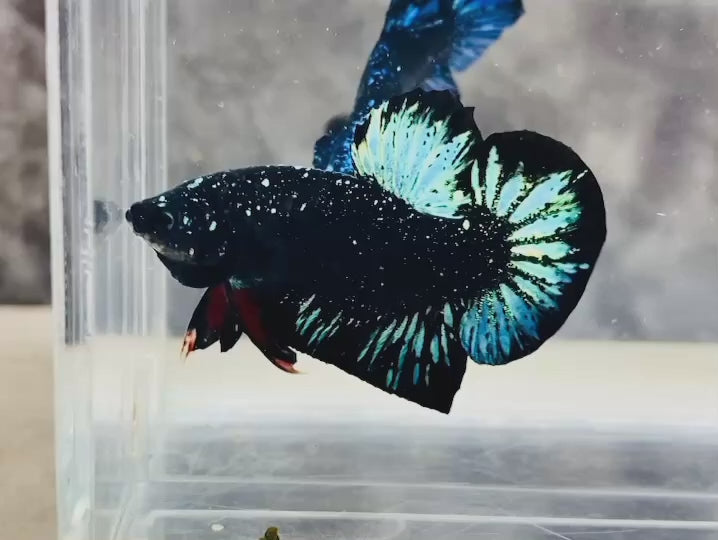 Rare Avatar Betta Fish